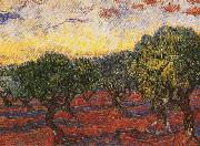 Olive Grove Vincent Van Gogh